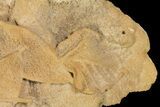 Fossil Leaves Preserved In Travertine - Austria #113213-1